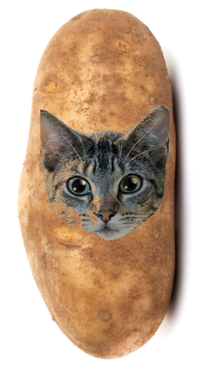 Potato cat 2024