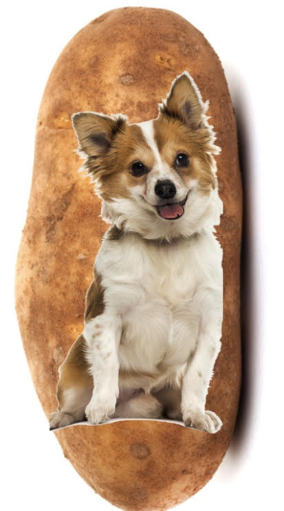 Potato Puppy